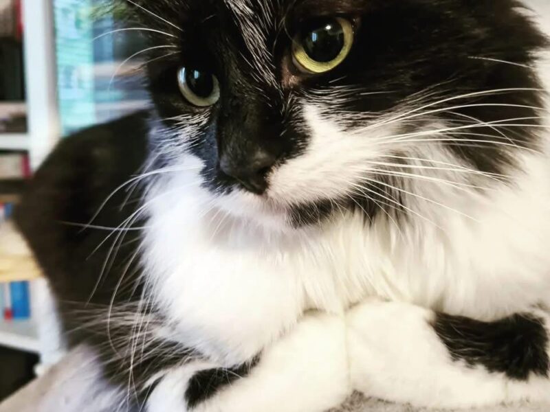 Zaginął kotek Diego