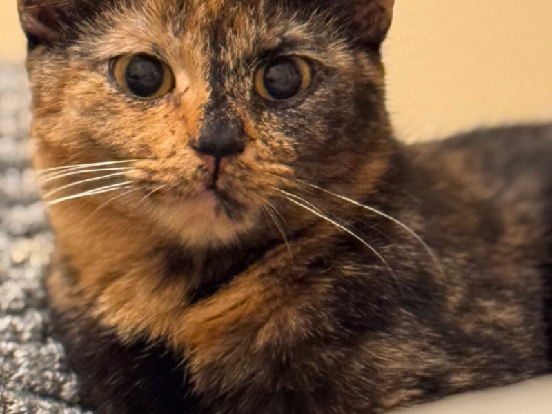 Zaginęła kotka Roksi