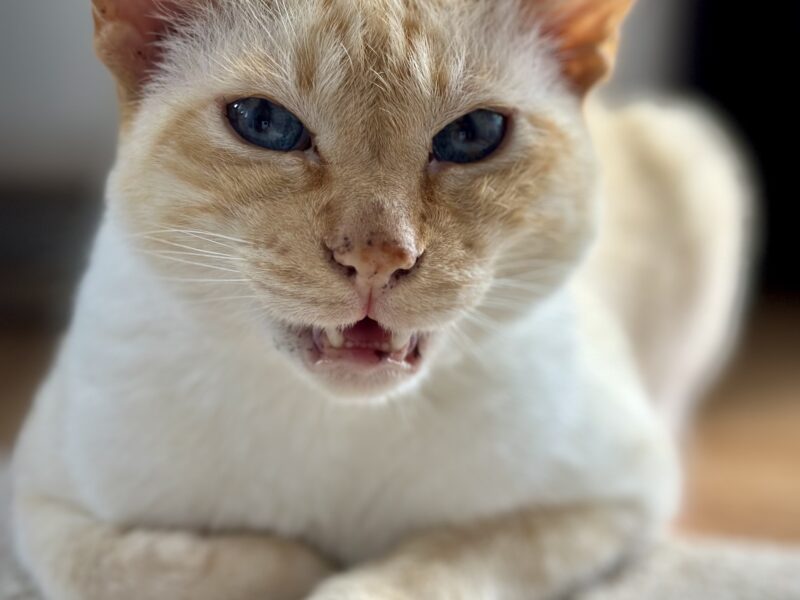Zaginął biały kotek na Kamiennej Górze w Gdyni