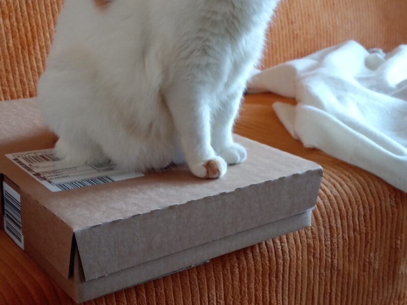 Zaginęła Kotka Klusia