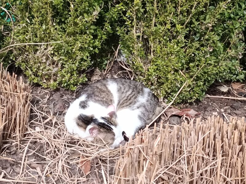 Zaginął kocurek Tymianek