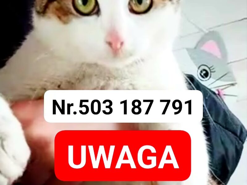 Zaginął kocurek Tymianek