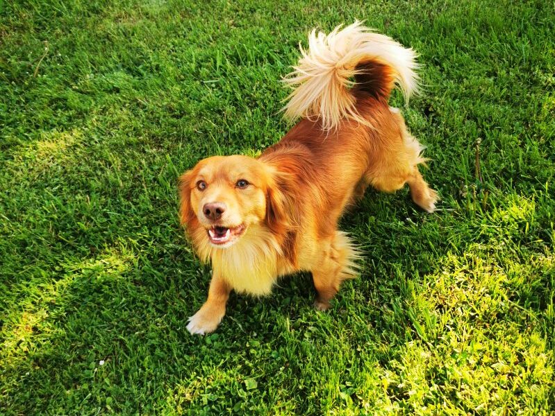 Zaginął Rudy piesek!