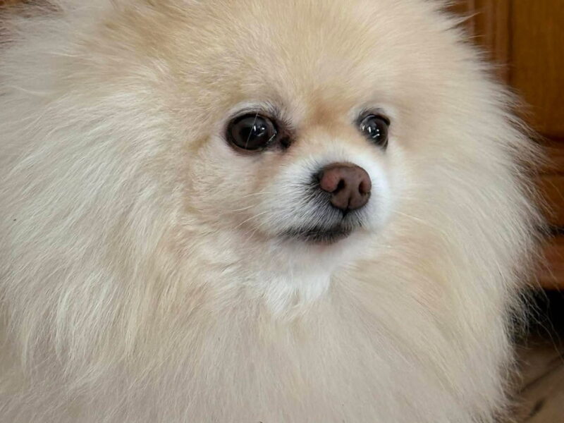 Zaginął Szpic Miniaturowy Pomeranian - nagroda 2000zł.