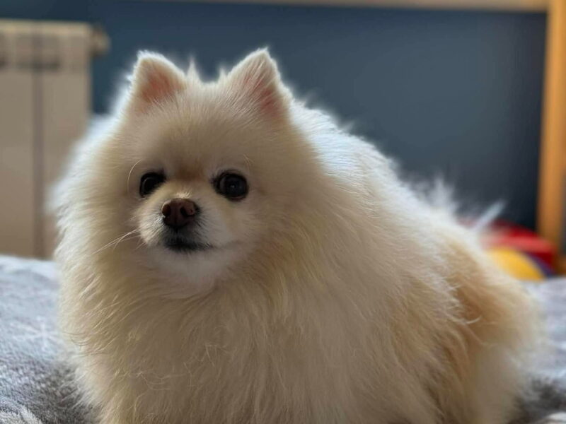 Zaginął Szpic Miniaturowy Pomeranian - nagroda 2000zł.