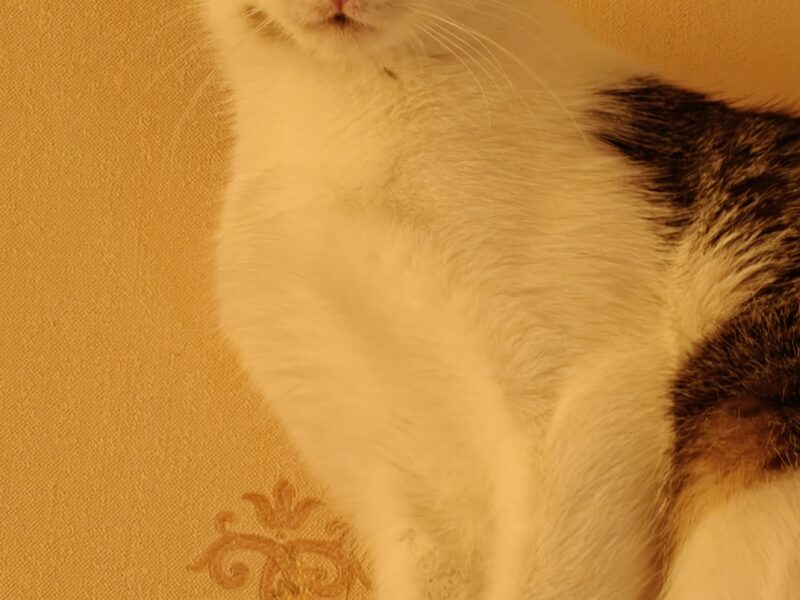 Zaginęła kotka Zuzia