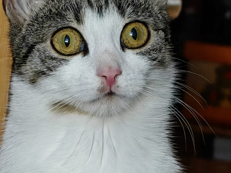 Zaginęła kotka Zuzia