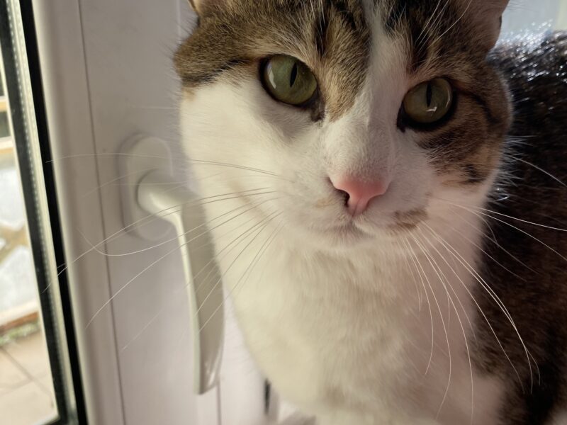 Zaginął kotek Kubuś