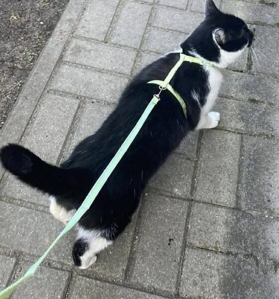 Zaginął kotek Szopen