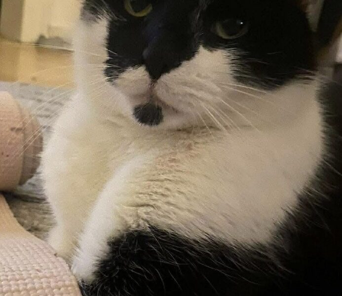 Zaginął kotek Szopen