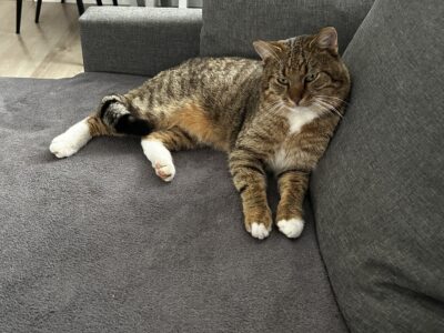 Zaginął kot Franek