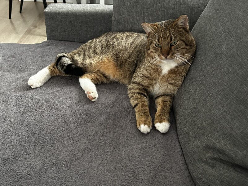 Zaginął kot Franek