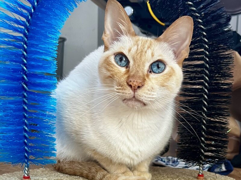 Zaginął biały kotek na Kamiennej Górze w Gdyni