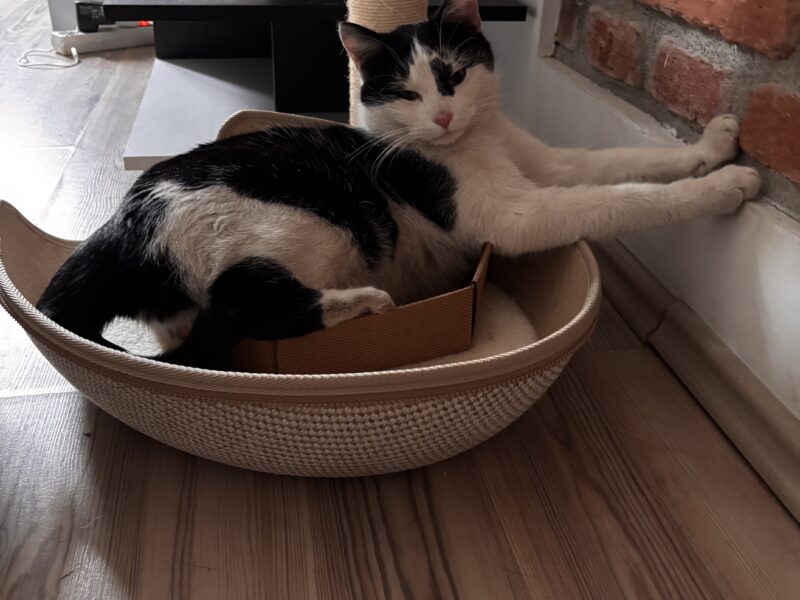 Zaginął kot Kraków