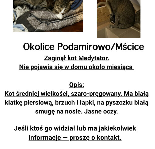 Zaginął kot Medytator