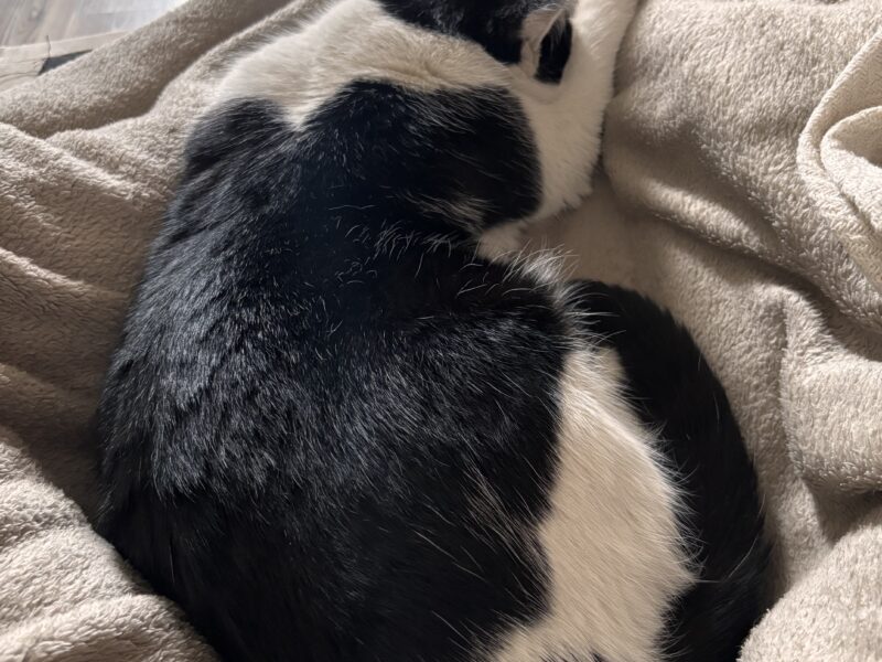 Zaginął kot Kraków