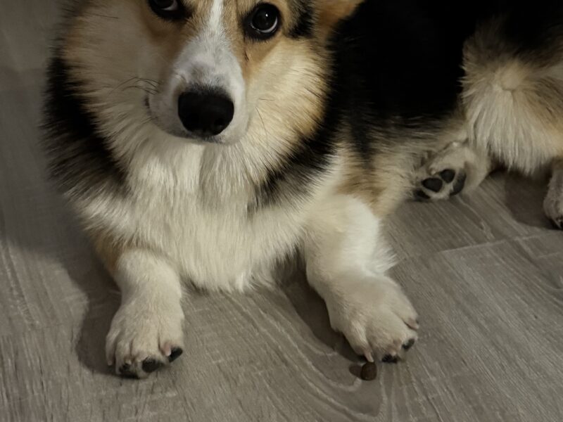 Zaginięcie szczeniaka rasy CORGI