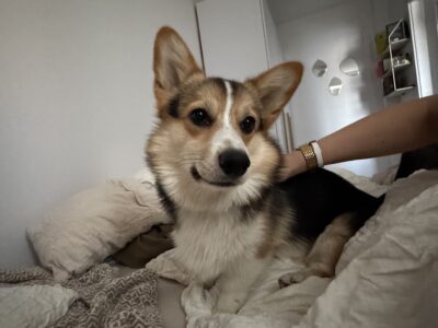Zaginięcie szczeniaka rasy CORGI