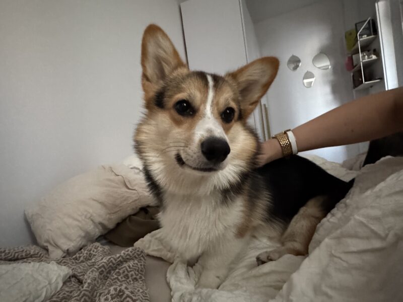 Zaginięcie szczeniaka rasy CORGI