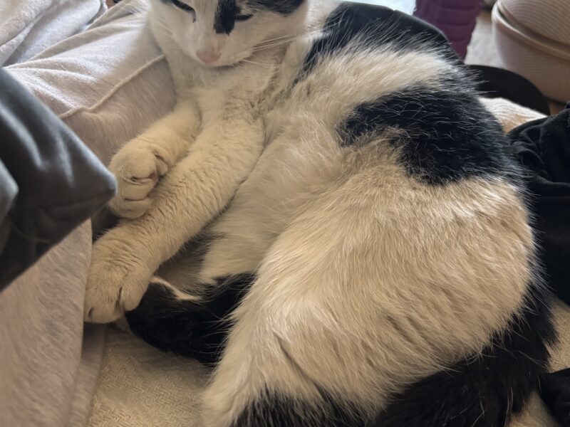 Zaginął kot Kraków