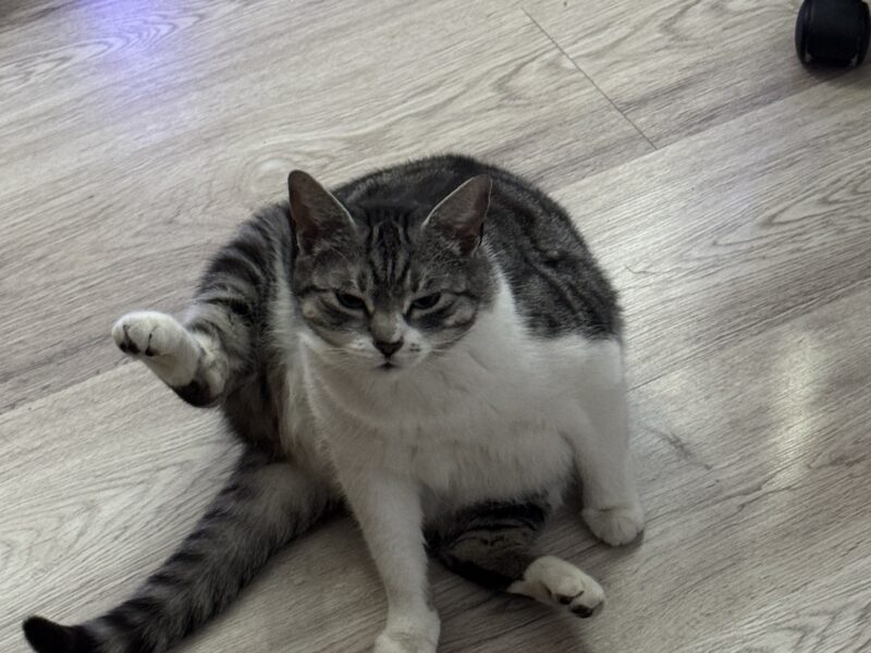 Zaginęła kotka - Żary‼️