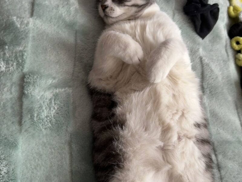 Zaginęła kotka - Żary‼️