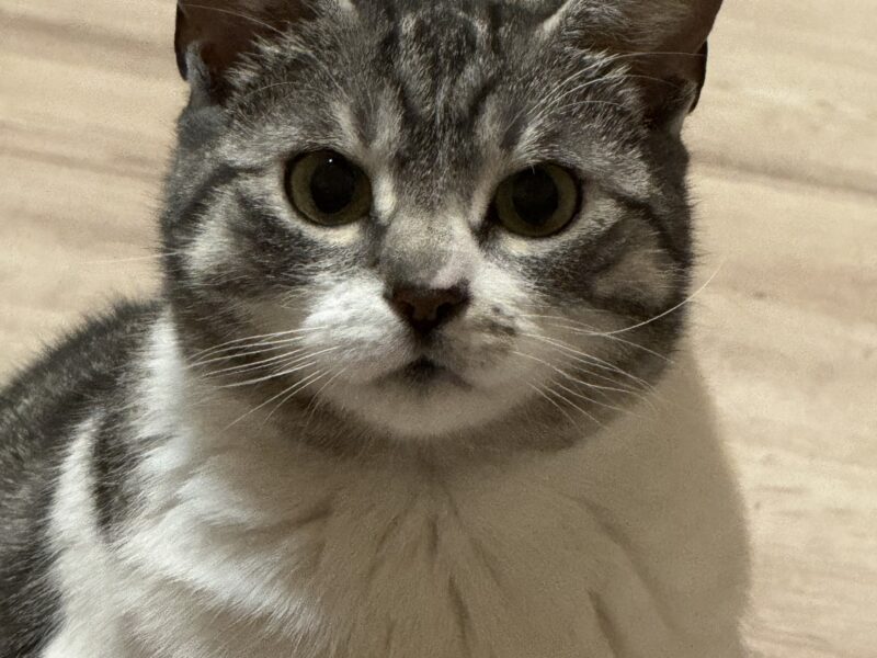 Zaginęła kotka - Żary‼️