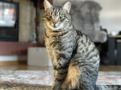 Zaginął kocurek Loki