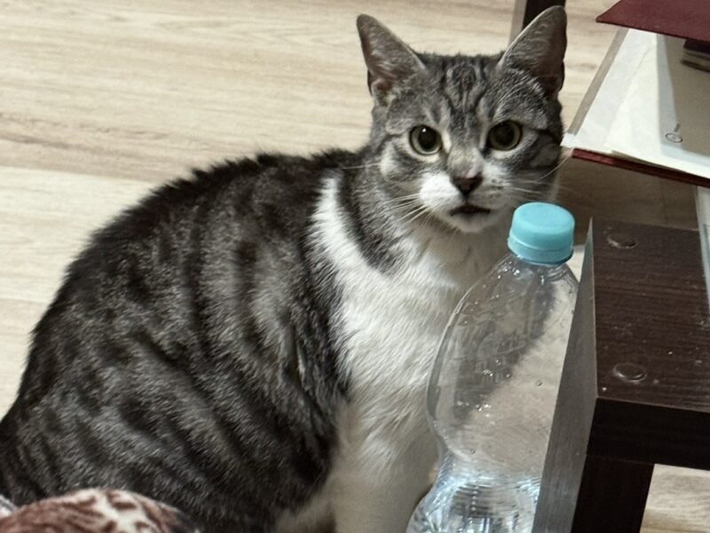 Zaginęła kotka - Żary‼️