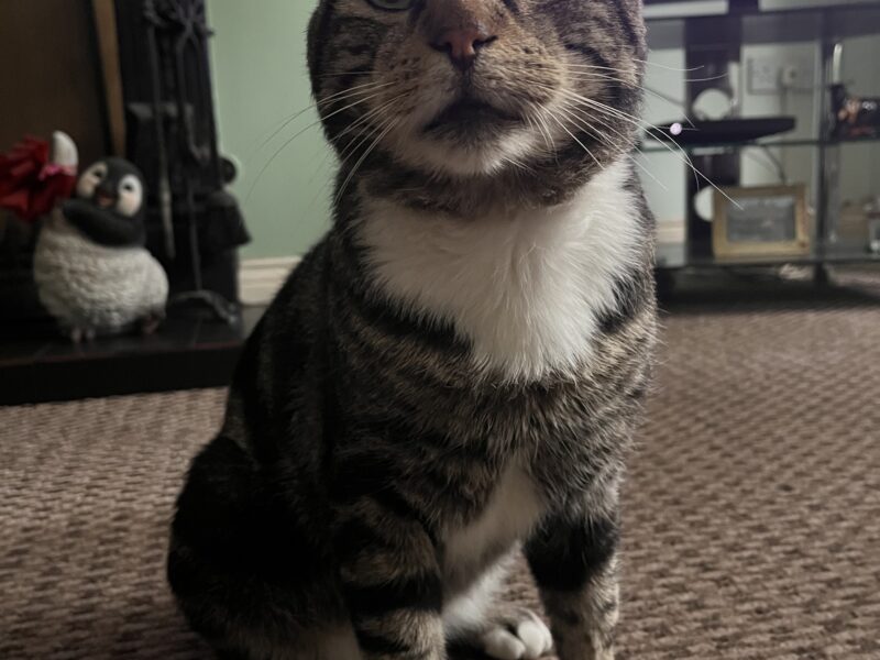 Zaginął nasz kochany kotek Pączek