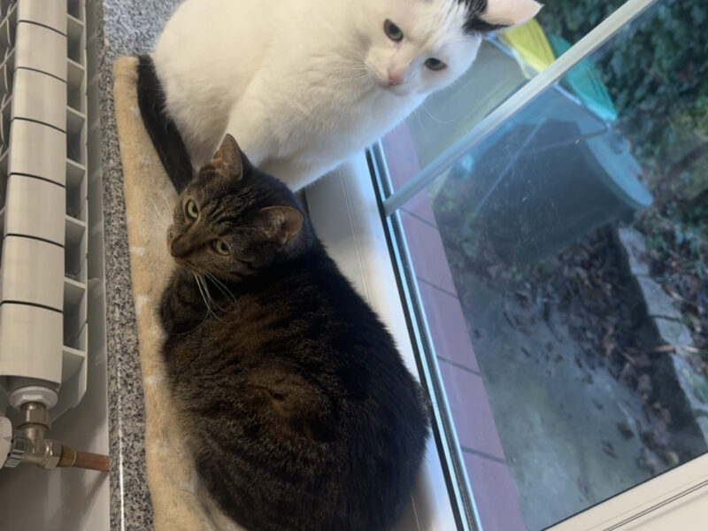 Zaginął Kocurek Leon