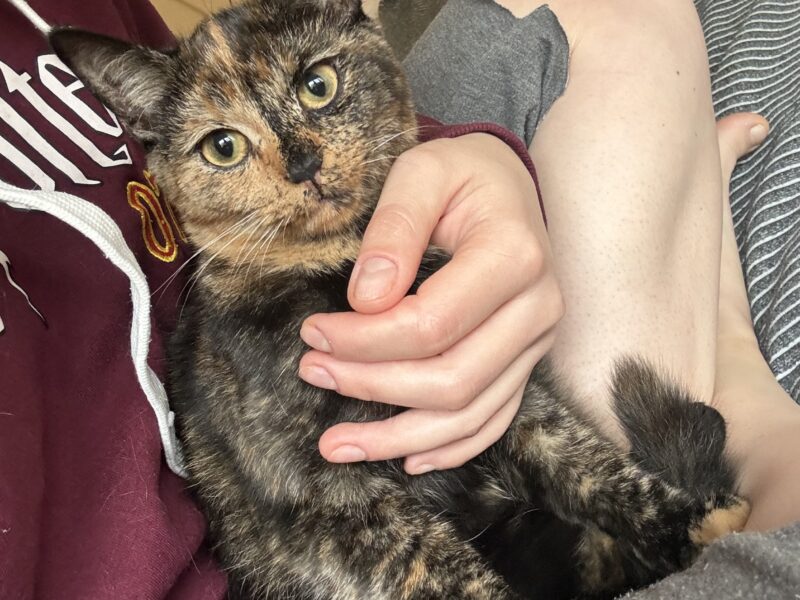 Zaginęła kotka Roksi