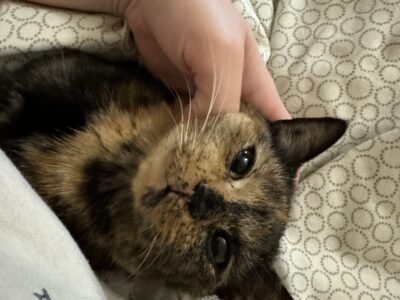 Zaginęła kotka Roksi