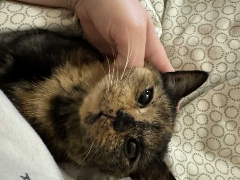 Zaginęła kotka Roksi