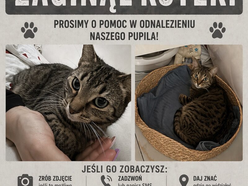 Zaginęła kicia Alergia