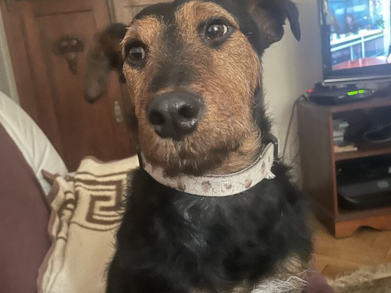 Zaginął piesek Tobi