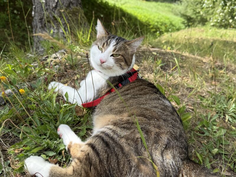 Zaginął kotek Kubuś