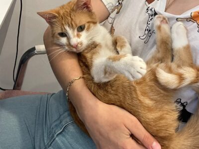 Zaginęła kotka NAGRODA 500 PLN