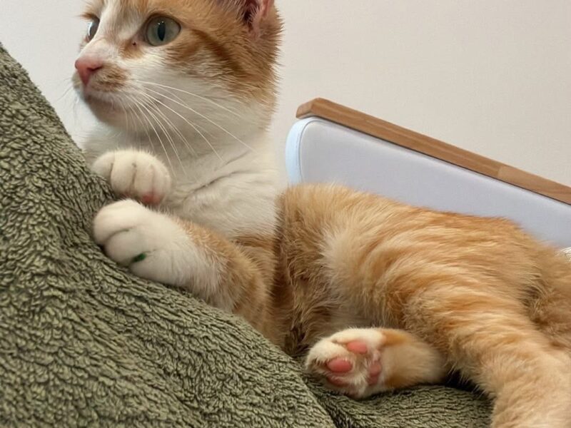 Zaginęła kotka NAGRODA 500 PLN