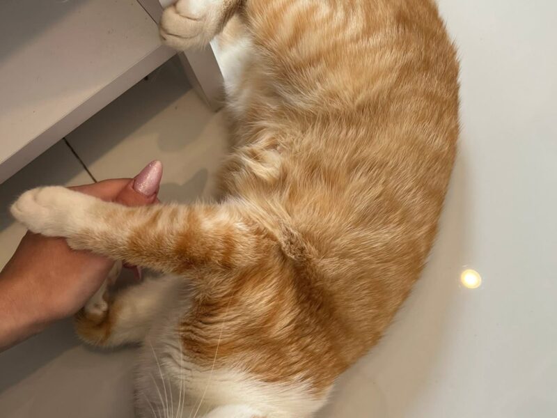 Zaginęła kotka NAGRODA 500 PLN