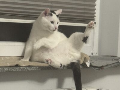 Zaginął Kocurek Leon