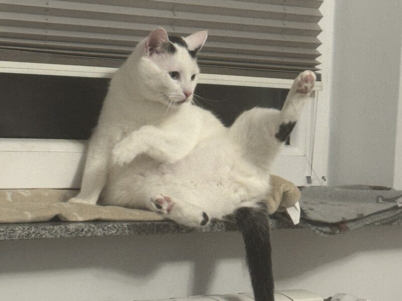 Zaginął Kocurek Leon