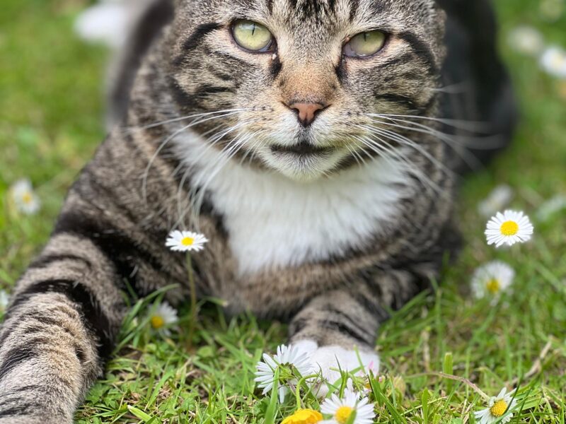 Zaginął nasz kochany kotek Pączek