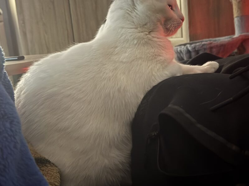 Zaginął Kocurek Leon