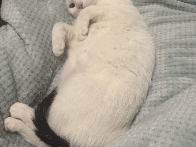 Zaginął Kocurek Leon