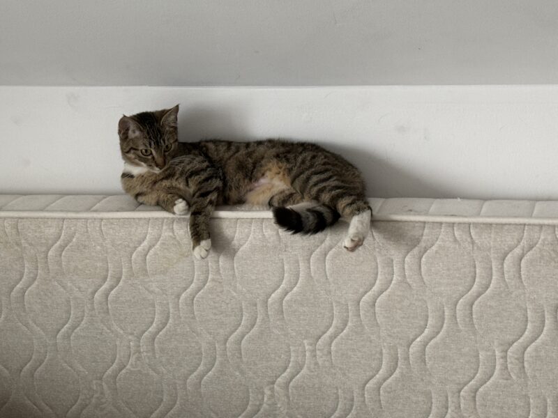 ZAGINĘŁA KOTKA FELCIA