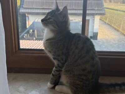 ZAGINĘŁA KOTKA FELCIA