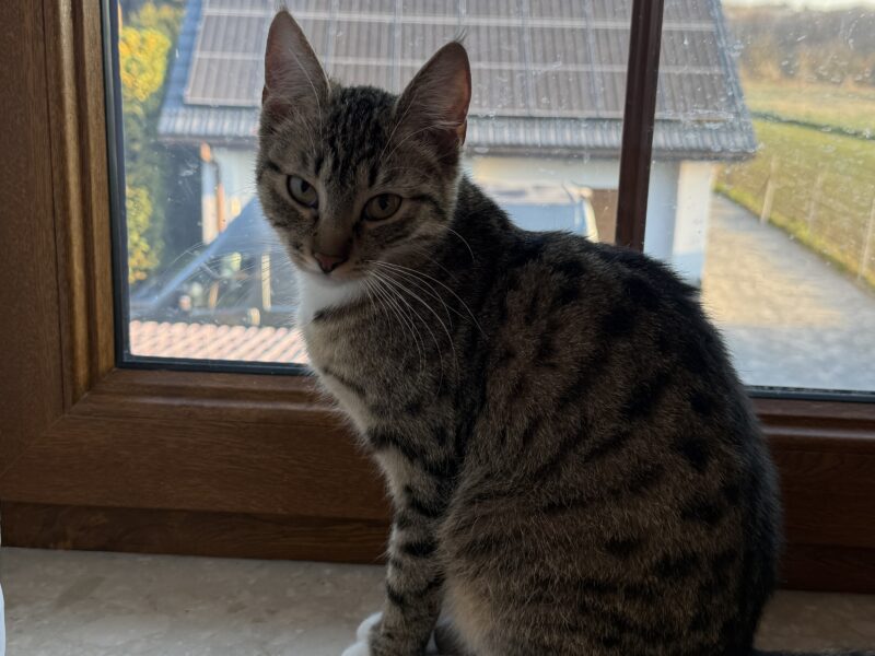 ZAGINĘŁA KOTKA FELCIA