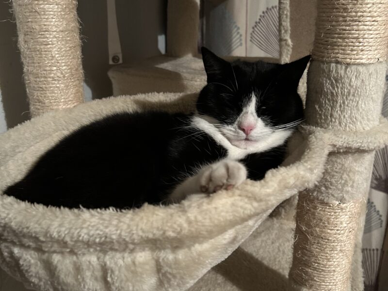 Zaginęła kotka Flafi !