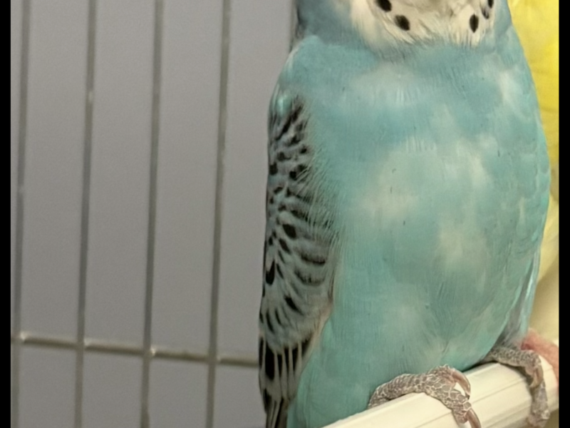 Zaginęła Papużka Falista